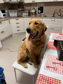 Golden Retriver "Inglese" con PEDIGREE