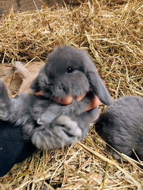 Conigli ariete nano cuccioli