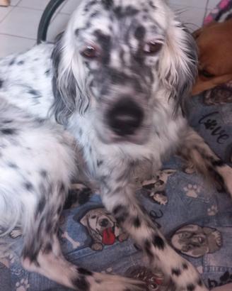 Setter inglese