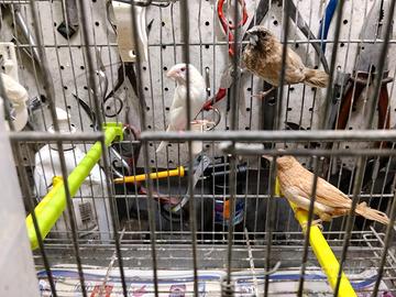 Passeri del giappone