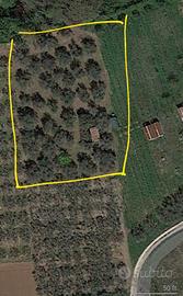 Terreno Campagna Agricolo Ulivi Vignanello Viterbo