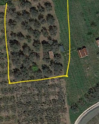 Terreno Campagna Agricolo Ulivi Vignanello Viterbo