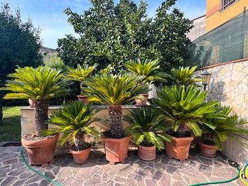 Cycas Revoluta