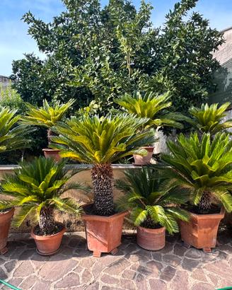 Cycas Revoluta