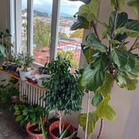 pianta ufficio stock affrettati