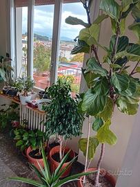 pianta ufficio stock affrettati