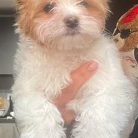Biewer Yorkshire terrier golddust con pedigree