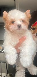 Biewer Yorkshire terrier golddust con pedigree