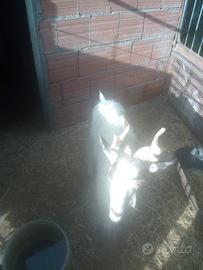 Capra girgentana