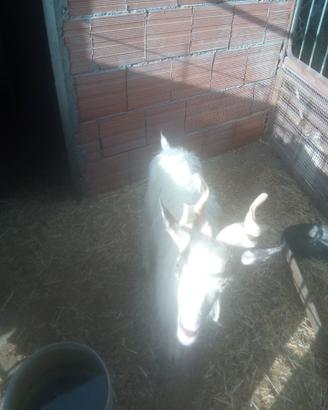 Capra girgentana
