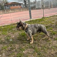 Disponibile per accoppiamento