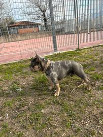 Disponibile per accoppiamento