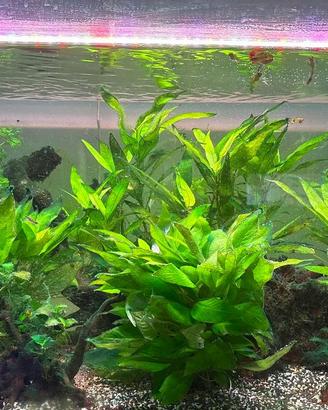 Acquario 100P completo filtro luci x passaggio a m