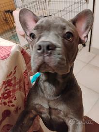 Cucciolo di Bulldog francese esotico di 5 mesi