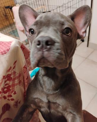 Cucciolo di Bulldog francese esotico di 5 mesi