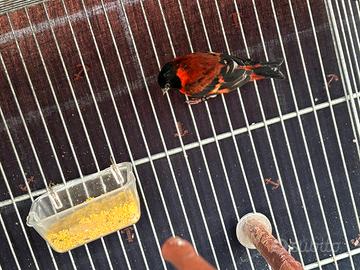 Cardinalini del Venezuela