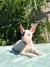 bull-terrier-miniature
