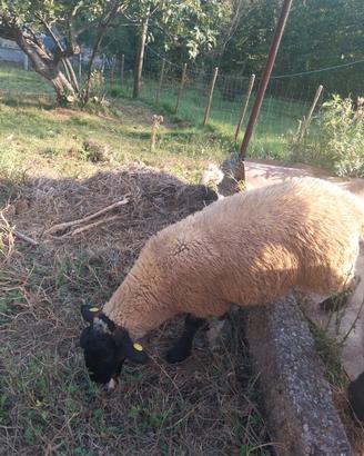 Agnello suffolk
