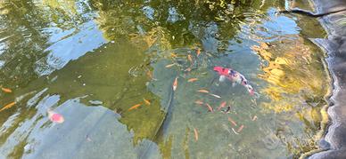 Carpe koi