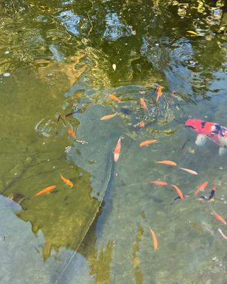 Carpe koi
