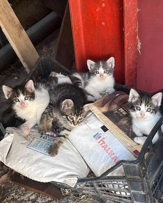 Gatti piccoli