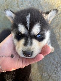 Cucciola husky femminuccia