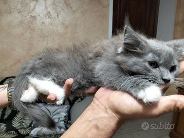 Maine coon