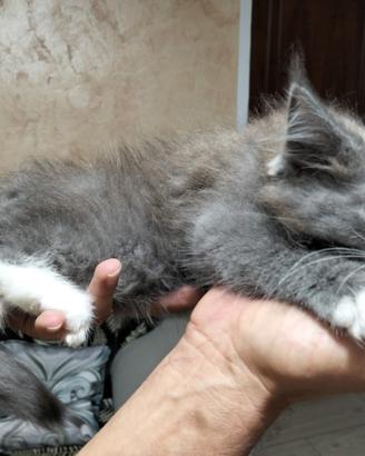 Maine coon