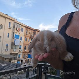 Cucciolo coniglio