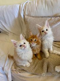 Cuccioli di Maine Coon