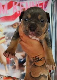 Pitbull
