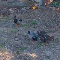 Coppia germano reale