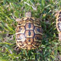 Tartarughe di terra Hermanni Hermanni e Boettgeri