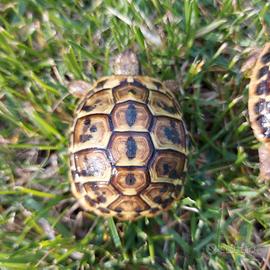 Tartarughe di terra Hermanni Hermanni e Boettgeri