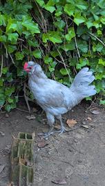 Gallo Arucana British