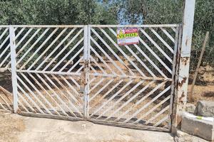 Uliveto molto produttivo in c.da MIOLA + deposito