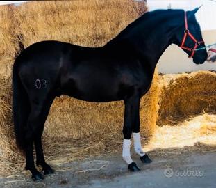 Cavallo Andaluso