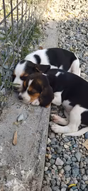 Cuccioli di beagle tricolore