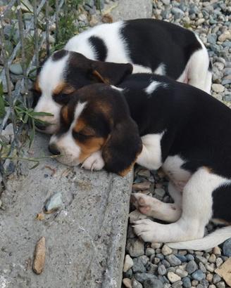 Cuccioli di beagle tricolore