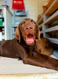 Labrador Retriever Chocolate disponibili
