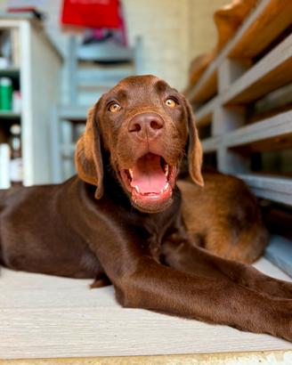 Labrador Retriever Chocolate disponibili