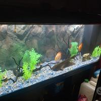 Discus e scalari red devil adulti