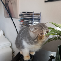 Exotic shorthair