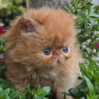 Cuccioli di gatti persiani ed exotic shorthair