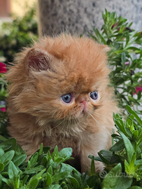 Cuccioli di gatti persiani ed exotic shorthair