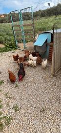 Galline