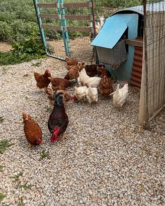 Galline