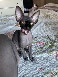 Sphynx