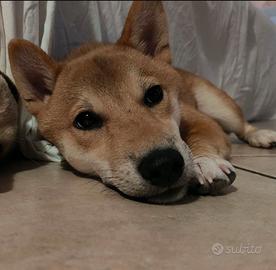 Shiba Inu cucciolo