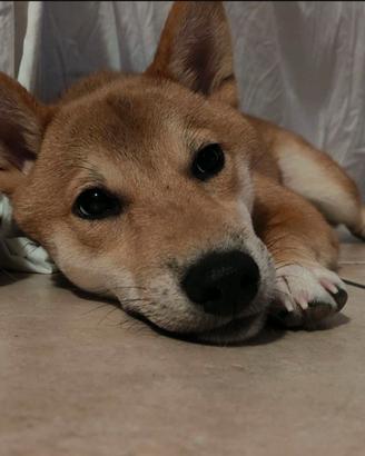 Shiba Inu cucciolo